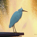 Birds and Fun at Butler Park Austin - Birds 3 Detail Macro